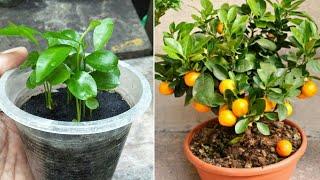 How to grow mandarin tree from seeds | fast and easy way