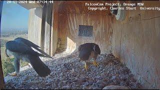 FalconCam Project CSU Orange -  Xavier & Diamond, spotkanie  2024 11 19