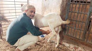 Bakri Palan City Main Kaise Kare | Goat Milk Ke Benefits | Lalu Seth The Dumba King Bhiwandi.