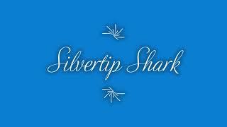 Silvertip Sharks