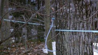 Modern system helps Vermont family boost maple syrup production