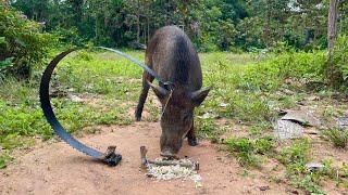 Amazing Quick Powerful Wild Pig Trap Make Using Pruning Saw - Working #animals #shortvideo#camping