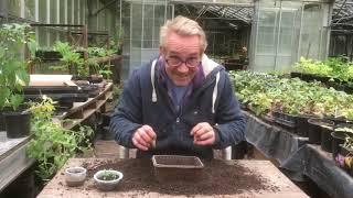 Planting out the coriander seedlings with added bickering at Stinky Ditch Nursery May’20