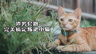 猫猫也逃不过渣男法则？