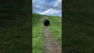 Ever seen a dog with this much hair? 