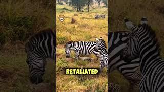 The wrath of the zebras towards the leopard  #wildattack #wildlifefight #attackattack #lion #zebra