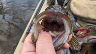 Kayak Fishing - Early March Smallmouth SLAM on the Grand River, Mi!