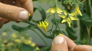 Plant breeding & Crossing - Tomatoes, Aubergines, Peppers and Potatoes