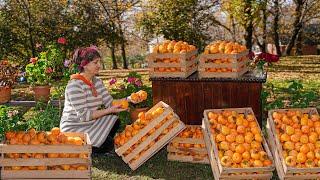 Red persimmon harvesting and drying technique in the village!