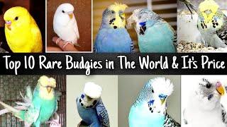 Top 10 Rare Budgies in the World & Its Price 2020 || Budgies Parakeet