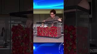 Thử thách ăn hết 1 bể dâu tây khổng lồ #challenge #shorts #funny