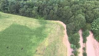 Marijuana plants spotted in corn field!