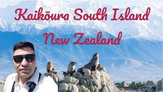 Kaikoura South Island New Zealand The Home Of Wildlife Part 2 ۲ کایکورا جزیره ای جنوبی کشور نیوزیلند