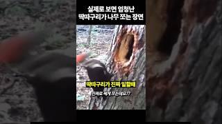 뇌진탕 올 것 같은 실제로 보면 엄청난 딱따구리