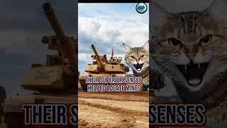 Feline Patriots: A Look into the History of Army Cats