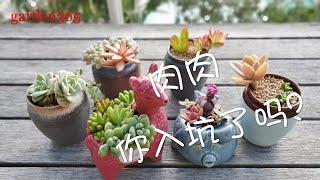 【多肉植物】怎样把多肉盆装扮得美美的？