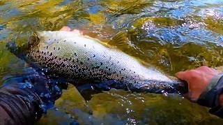 THIS River Was LOADED With GIANT Fish!