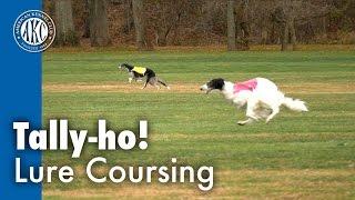 Tally-ho! Lure Coursing