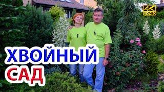 Декоративные хвойные нашего сада. Полный обзор.