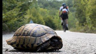 Cycling Home Again - Sofia to Thessaloniki