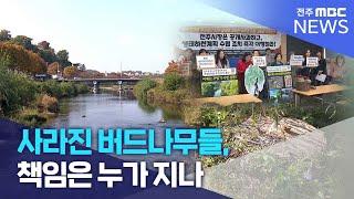 사라진 버드나무들, 책임은 누가 지나 | 전주MBC 241118 방송