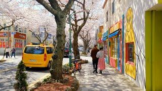 [4k walk] A fairytale-like cherry blossom street in Jeju Island. walking on jeju island