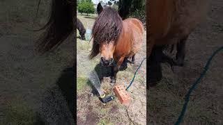 horse discovers sprinkler on a hot day! #horse #funnyhorse #wet #water #viralshorts #funny