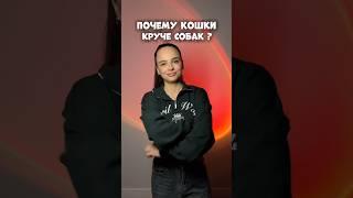 ПОЧЕМУ КОШКИ КРУЧЕ СОБАК #влог #мотивация #влоги