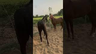 #reels #horse #jwala #viral #horselover #viralreels #viralvideo #horseriding #cobra #snake