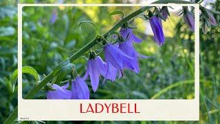 calm journey into the realm of  beautiful ladybells flower, flower scenery, beautiful flowers