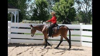 LTR Training Tip #86: Long Rein vs. Loose Rein