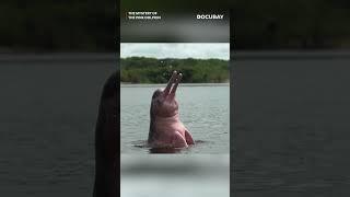 Pink Dolphins: Nature’s Beautiful Mystery #amazonwildlife #naturedocumentary
