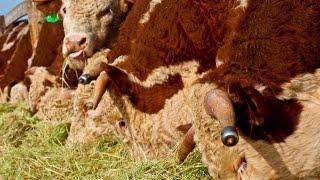 Hereford cattle the Chandler way