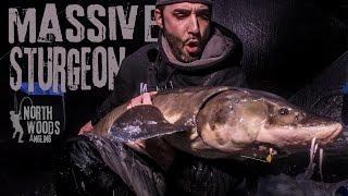 Massive Lake Sturgeon: St  Croix River, Minnesota - Northwoods Angling