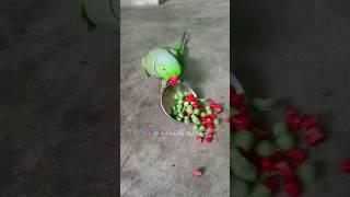 Very Angry Talking Parrot  #funny #parrot #shorts #talkingparrot #birds