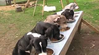 Puppy Hill Great Danes dinnertime! | SDP