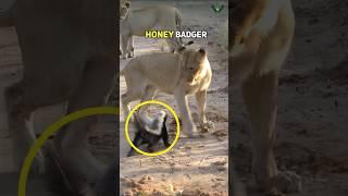 The Fearless Honey Badger: Nature's Toughest Animal!