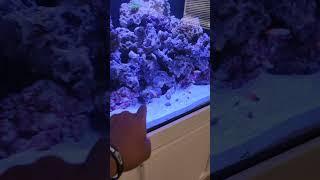Guess How Many Fish I have in my 350 gallon Fish Tank #saltwaterfishtank