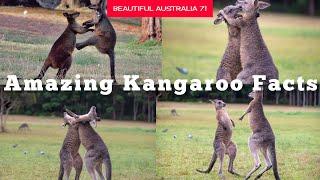 Kangaroo - Facts & Information | Beautiful Australia