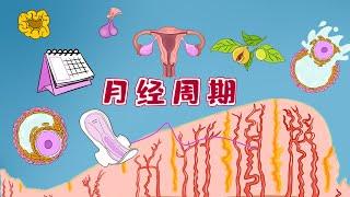 漫画医考 | 彻底弄懂【月经周期及其调节】の 卵子小姐寻爱记