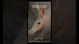 Aardvark Facts | Short | Fact