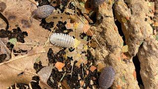 The Positives and Negatives of keeping Isopods