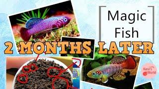 Killifish Fish Eggs Blind Box From Aliexpress  2 Months Later -- KW