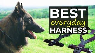 Best Everyday Harness for Your Dog