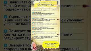 ЭТОТ ЗЕЛЁНЫЙ ЛИСТ СПАСАЕТ СЕРДЦЕ — НО ВЫ ОБ ЭТОМ НЕ ЗНАЛИ!