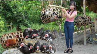 Catch geese, chickens and bring them down the mountain to sell, harvest Nhan Tran to dry