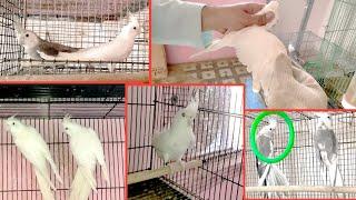 Very Beautiful Albino / Fallow / Whiteface / Butterfly Cockatiel Birds Setup || ABP Aviary #ALaayat