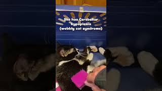 Update on Annah #trending #cat #love #passion #feral #adoptdontshop #rescue #cats