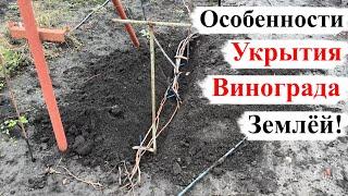 Особенности УКРЫТИЯ ВИНОГРАДА ЗЕМЛЁЙ! Хитрости и Лайфхаки