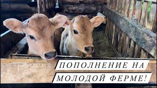 Отёл Джерсейской коровы! Поросячье царство! Молочная переработка!